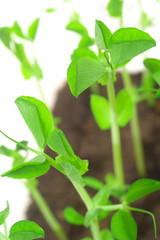 Green shoots of peas