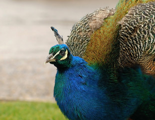 Colourful blue and green peacock close-up