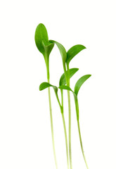 Small plants
