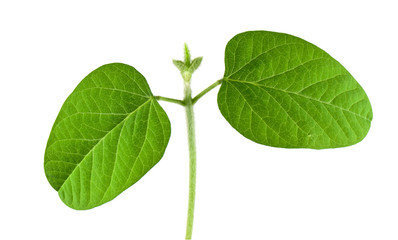 Soybean seedling © Vasilius