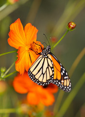 Obraz na płótnie Canvas A Monarch Butterfly On An Orange Flower