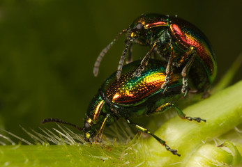 Shiny bugs mating on a plant