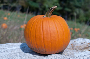 Ripe pumpkin on wall with pumpkins in field in background