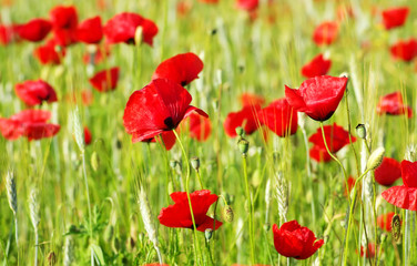 Obraz premium red Poppys