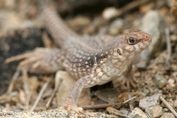 Clark’s Spiny Lizard (Sceloporus clarkii) - Arizona