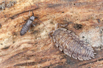 Woodlouse and springtail, extreme close-up