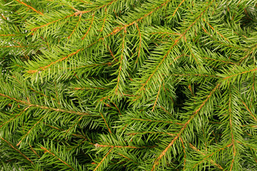 Fir branch