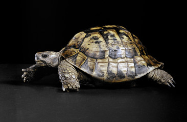 Fototapeta na wymiar turtle