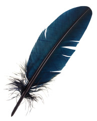 plume véritable de calligraphie