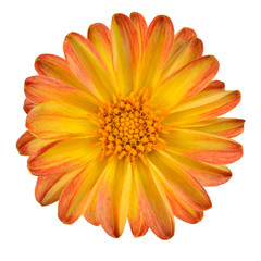 Dahlia Flower with Orange Yellow Petals Isolated