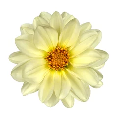 Photo sur Plexiglas Dahlia White Dahlia Flower Yellow Center Isolated