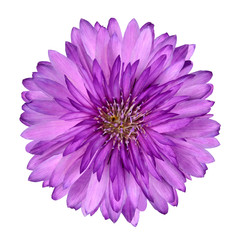 Obraz premium Cornflower like Pink Purple Flower Isolated