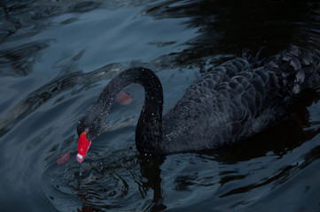 Fototapeta premium Black Swan swimming