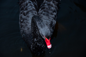 Naklejka premium Black Swan with a red touch