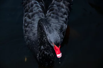 Crédence de cuisine en verre imprimé Cygne Black Swan avec une touche rouge