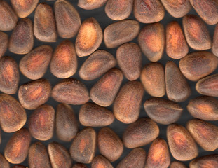 Nuts of Siberian Cedar Pine
