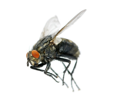 fly on a white