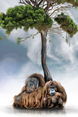 Urang-Utan-Paar Unterm Baum © Werner Dreblow