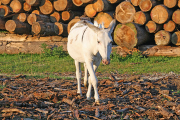 white ass walk in the mountains and a pile of wood