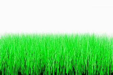 Obraz premium herbe