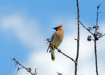 Cedar Waxwing