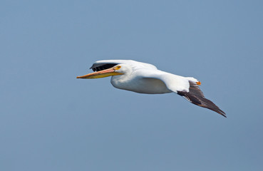 American White Pelican in Flight