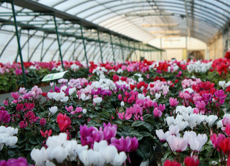 series of vases of flowers violets and cyclamen in a greenhouse
