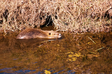 Nutria .