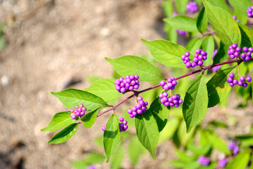 ムラサキシキブ