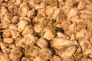 A heap sugar beets in the sun