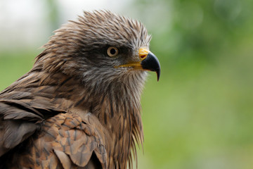 Golden eagle
