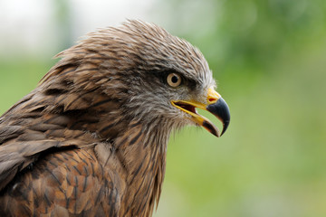 Golden eagle