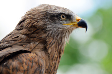 Golden eagle
