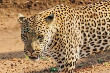 Leopardo