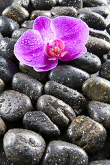Fototapeta na wymiar Beautiful purple orchid, rocks and water droplets.