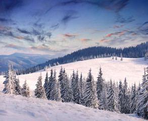 Fototapeta na wymiar Drzewa pokryte szronem i śniegiem w górach. Wschód słońca