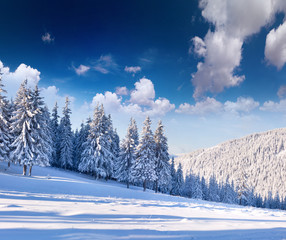 Beautiful winter landscape with snow covered trees.