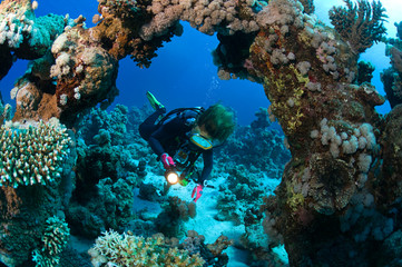 Naklejka na ściany i meble Diver exploring hard corals.
