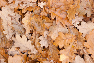 Fallen leaves. - 37633950