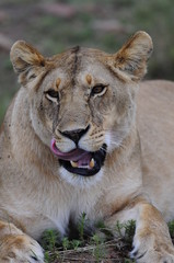Portrait of lioness