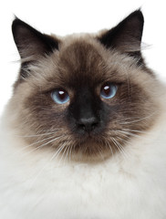 Siamese cat portrait