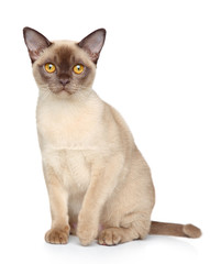 Burmese cat portrait