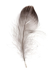 Single fluffy feather isolated on white