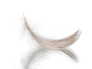 Single fluffy feather isolated on white