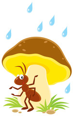 ant sitting under a big mushroom in the rain
