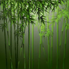 Obraz na płótnie Canvas Bamboo