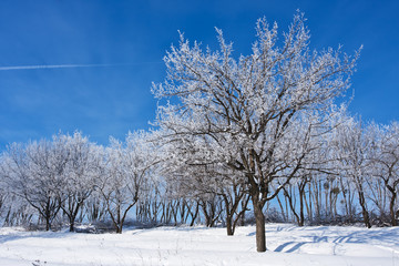 Fototapeta premium winter landscape with trees covered by hoarfrost