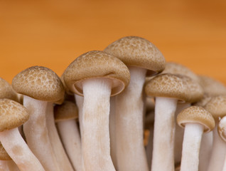 Mushroom