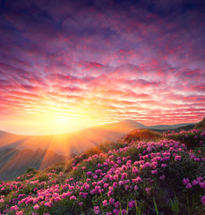 Naklejka na ściany i meble Wiosna krajobraz z nieba i Kwiatu