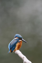 止まり木のカワセミ